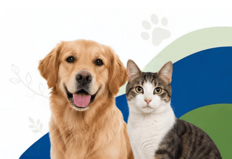 Perro y gato representando el bienestar integral de Pet Wellness 360